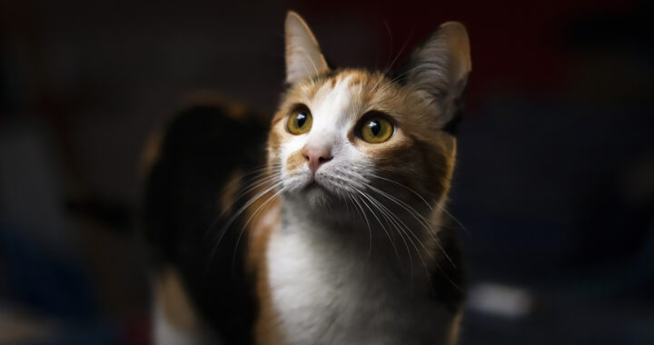 A calico cat looking up for the article "Why are Domestic Cats Smaller Compared to Big Cats?"